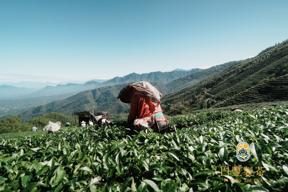 三代茶香傳世 日豐製茶以匠心打造高山茶葉禮盒新風貌 5 02%E6%97%A5%E8%B1%90%E8%A3%BD%E8%8C%B6%E4%BB%A5%E5%8C%A0%E5%BF%83%E6%89%93%E9%80%A0%E9%AB%98%E5%B1%B1%E8%8C%B6%E8%91%89%E7%A6%AE%E7%9B%92%E6%96%B0%E9%A2%A8%E8%B2%8C