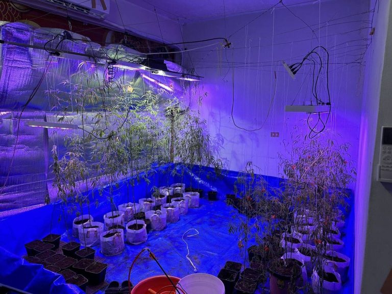 刑事局循線破獲南投大麻園 三嫌落網並搜出改造槍械