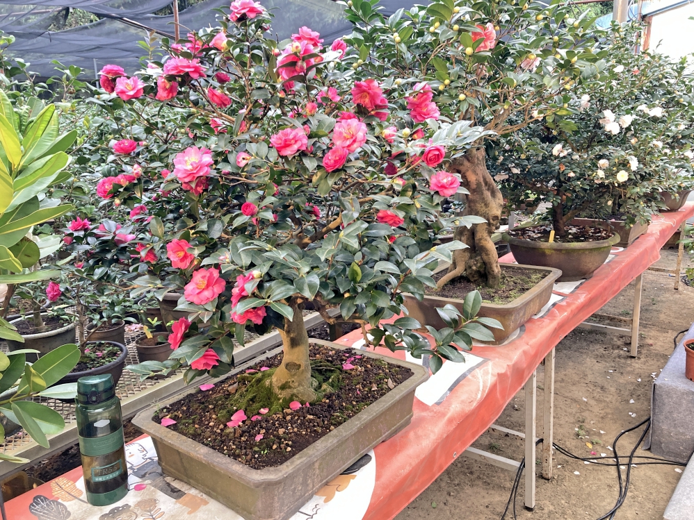 3E513C9A-59D4-47CA-9A14-1CAC888EB4E5_Fotor - 報新聞 Mega News