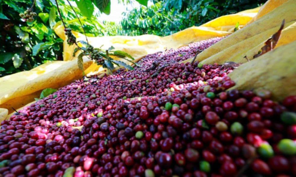 越南咖啡急跌 台商採購風險上升 越南12/14咖啡現貨大跌、胡椒小回檔,顯示新季供給壓力升溫(圖翻攝自越南企業雜誌)