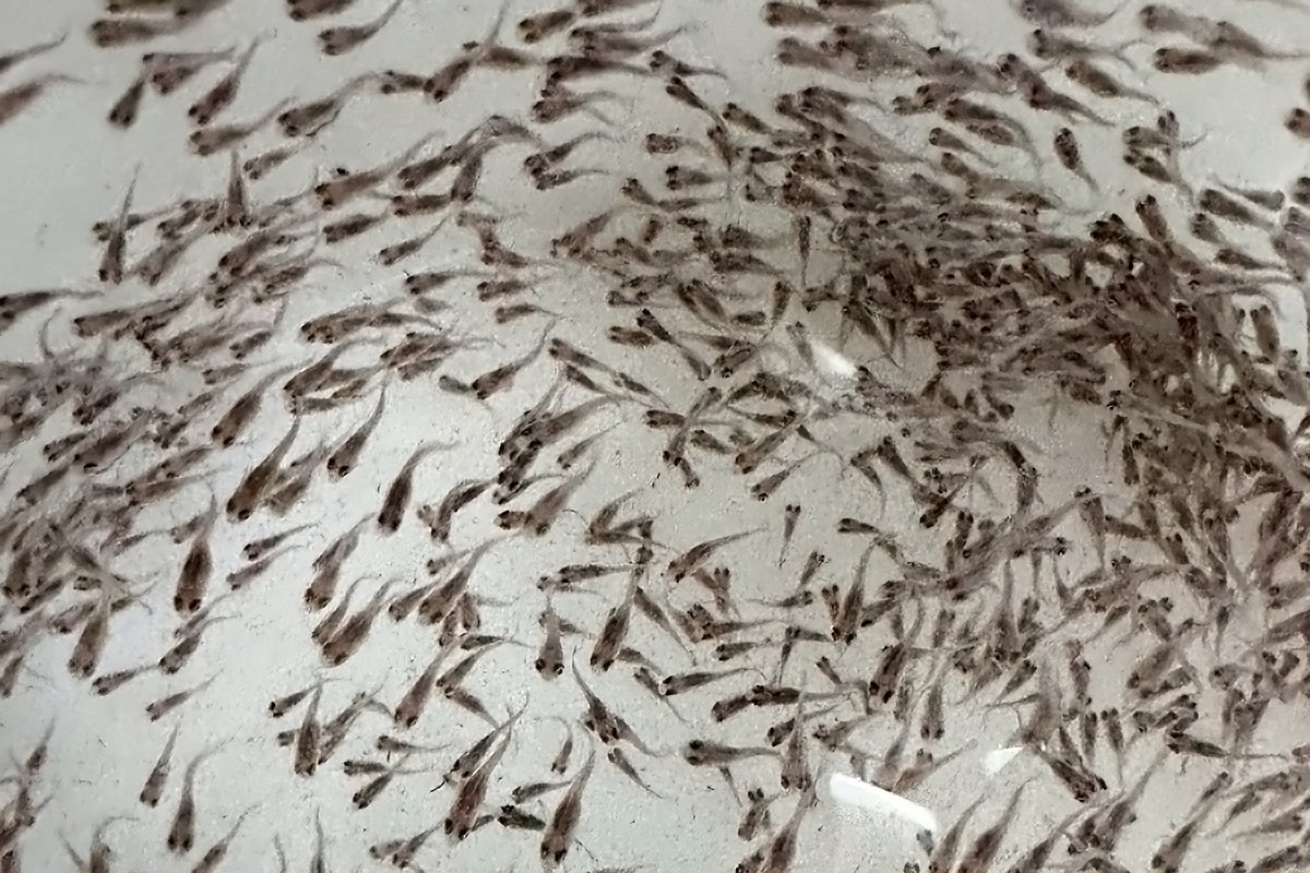 臺海大TABT團隊選育出的優質魚苗 - 報新聞 Mega News