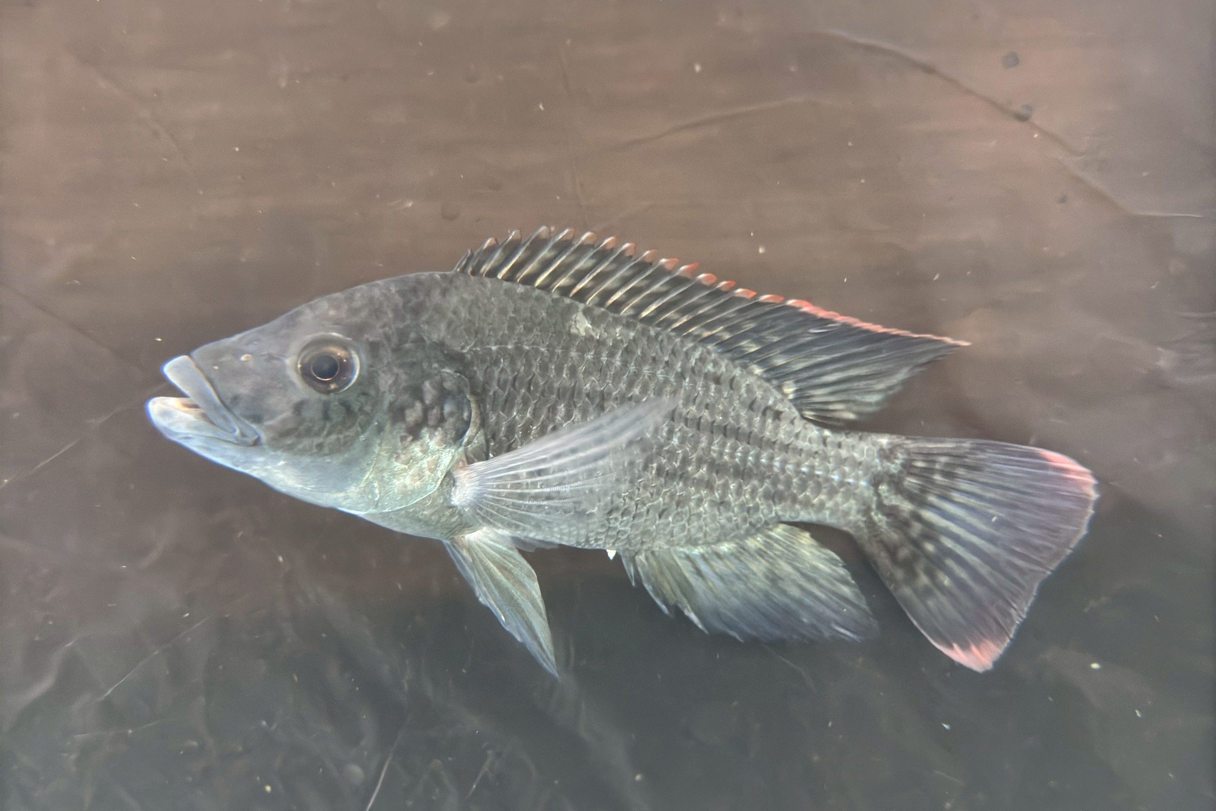 耐鹽品系在全海水養殖馴化後存活率高達90 - 報新聞 Mega News