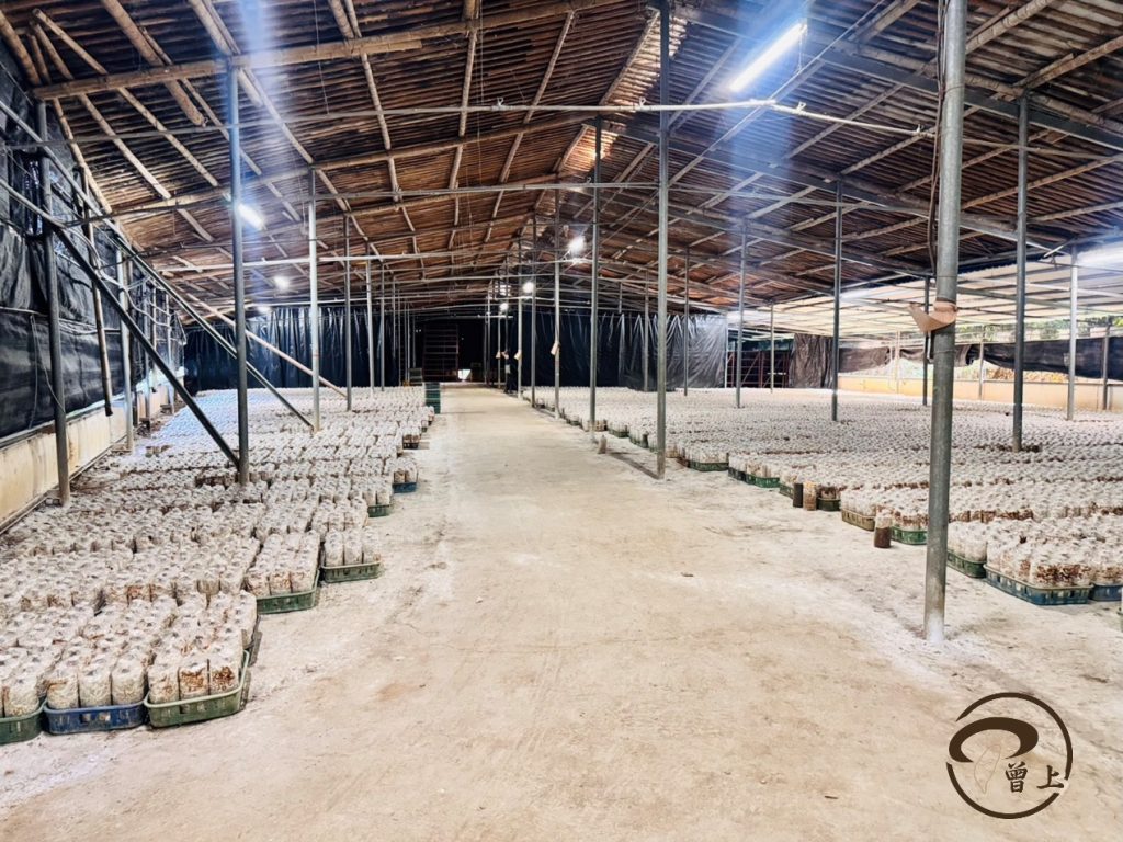 01台中曾上農產有限公司新社菇寮一景 - 報新聞 Mega News