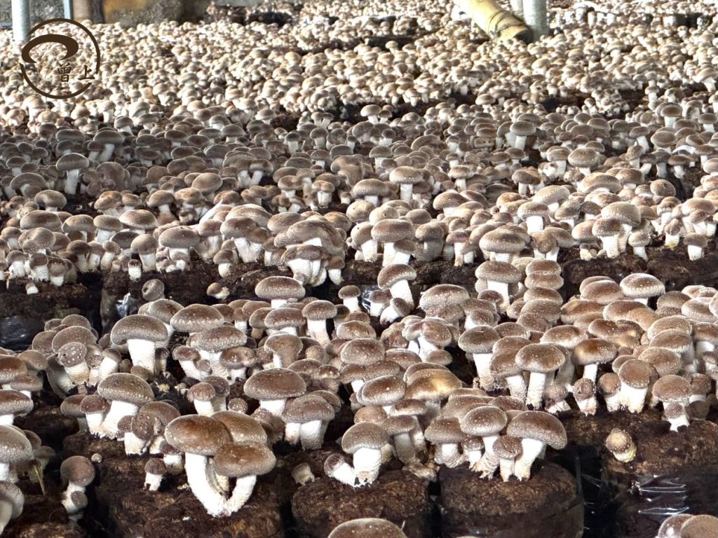 新社香菇四十年清香傳承:曾上農產轉型升級,高規格驗證打造食品安全新標竿