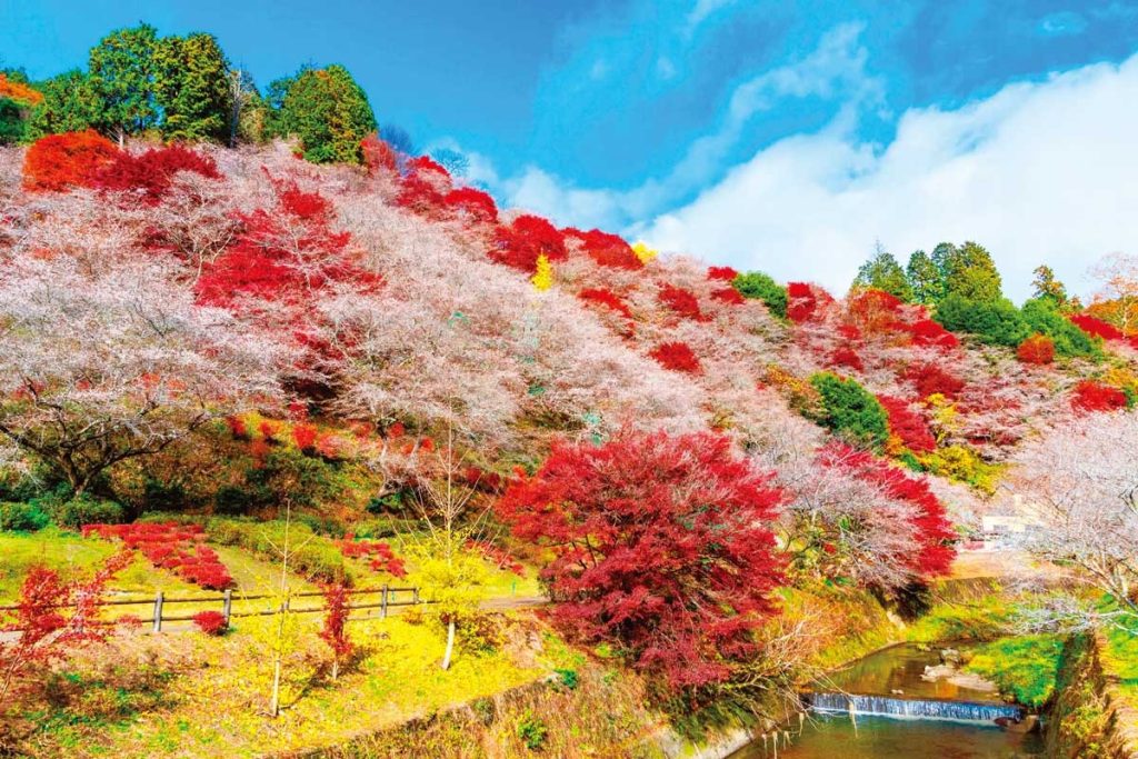 愛知縣隱藏版大揭密：不只名古屋，這 5 個體驗會顛覆你對愛知的想像