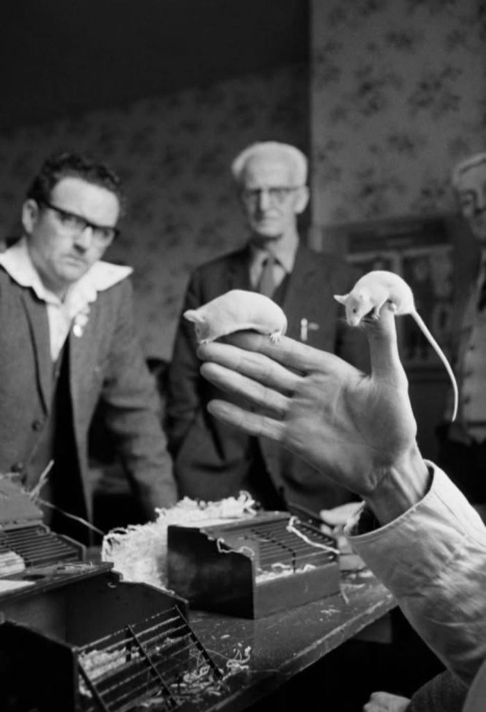 Screenshot - 報新聞 Mega News