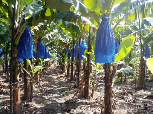 1月2日至4日強烈大陸冷氣團影響 請農友採取防寒措施及注意保暖