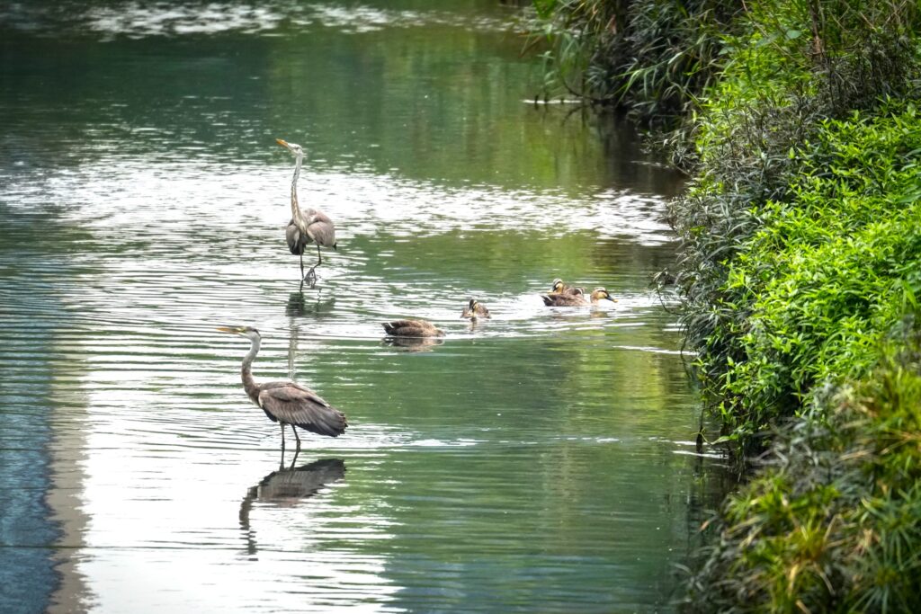 %E8%92%BC%E9%B7%BA%E8%80%90%E5%BF%83%E9%A7%90%E8%B6%B3%E9%9D%9C%E7%AD%89%E7%8D%B5%E7%89%A9%E8%88%87%E8%8A%B1%E5%98%B4%E9%B4%A8%E7%BE%A4%E6%82%A0%E9%96%92%E6%88%B2%E6%B0%B4%E8%A6%93%E9%A3%9F%E4%B9%8B%E5%92%8C%E8%AB%A7%E7%BE%8E%E6%99%AF 1024x683 1