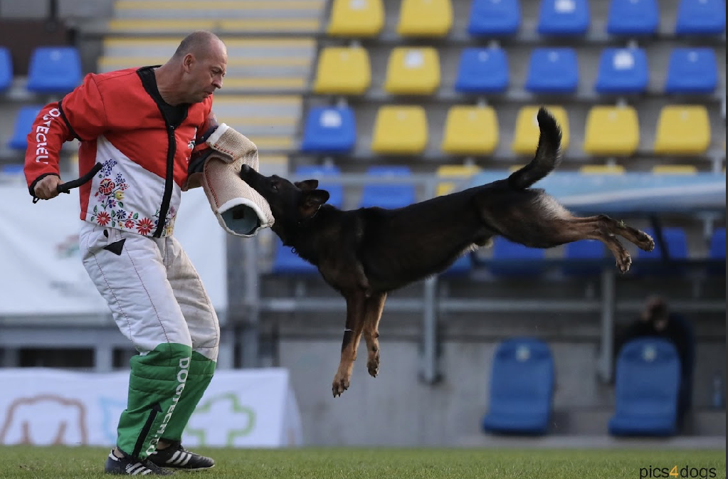 西北訓犬學苑登上犬界奧運 邵秀蘭攜 Ricky 於國際賽場亮相
