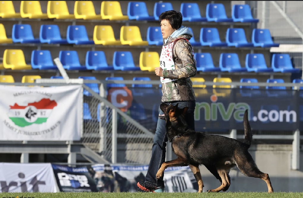 (圖／西北訓犬學苑提供)