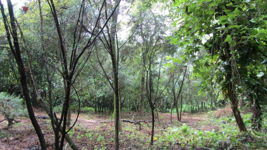 115%E5%B9%B4%E5%BA%A6%E7%94%B3%E8%AB%8B%E7%8D%8E%E5%8B%B5%E9%80%A0%E6%9E%97%E8%87%B34%E6%9C%8830%E6%97%A5%E6%AD%A2%E5%8F%AF%E5%90%91%E5%9C%9F%E5%9C%B0%E6%89%80%E5%9C%A8%E5%9C%B0%E4%B9%8B%E5%8D%80%E5%85%AC%E6%89%80%E7%94%B3%E8%AB%8B%E5%9C%96%E7%82%BA%E8%90%AC%E9%87%8C%E5%8D%80%E9%80%A0%E6%9E%97%E6%83%85%E5%BD%A2 1024x575 1