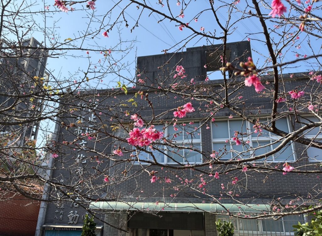 %E6%B1%90%E6%AD%A2%E5%BA%B7%E8%AA%A5%E5%9D%91%E6%BA%AA%E6%AB%BB%E8%8A%B1%E5%BB%8A%E9%81%93%E5%85%B6%E6%B2%BF%E5%B2%B8%E7%A8%AE%E6%A4%8D%E7%9A%84%E5%B1%B1%E6%AB%BB%E8%8A%B1%E5%B7%B2%E6%82%84%E7%84%B6%E7%B6%BB%E6%94%BE%E9%A0%90%E4%BC%B01%E6%9C%88%E4%B8%8B%E6%97%AC%E8%87%B32%E6%9C%88%E4%B8%8A%E6%97%AC%E7%9B%9B%E9%96%8B 1024x750 1