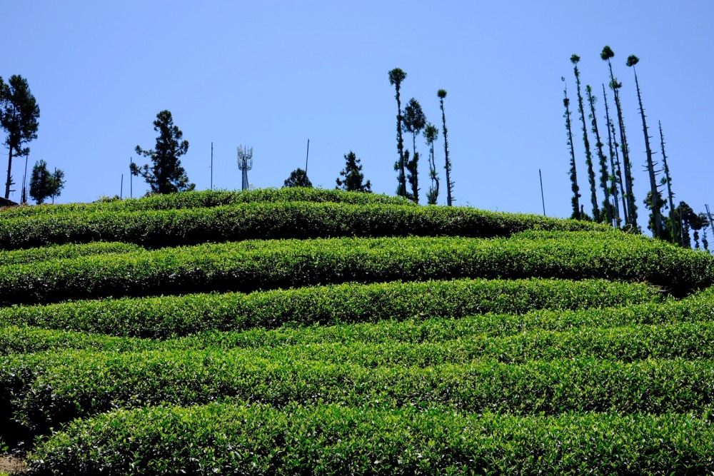 台灣頂級高山烏龍茶茶行推薦──鳳仙茶園「台灣福壽山梨山烏龍茶以及梨山烏龍紅茶專賣」品牌指標 10 03%E5%8F%B0%E7%81%A3%E7%A6%8F%E5%A3%BD%E5%B1%B1%E6%A2%A8%E5%B1%B1%E7%83%8F%E9%BE%8D%E8%8C%B6%E4%BB%A5%E5%8F%8A%E6%A2%A8%E5%B1%B1%E7%83%8F%E9%BE%8D%E7%B4%85%E8%8C%B6%E5%B0%88%E8%B3%A3