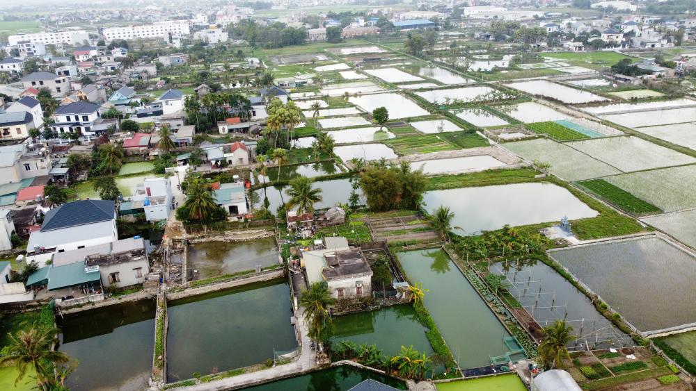 越南清化省Lưu Vệ社Tân Cổ村的紅鯉魚養殖區，農曆臘月21至22日進入收穫高峰期。養殖戶抽乾魚塘拉網捕撈，供應竈神節市場需求，今年批發價每公斤130,000-150,000越南盾。該村為越南北部最大紅鯉魚養殖集中地，養殖面積達數十公頃。圖片來源：越南勞動報 Báo Lao Động