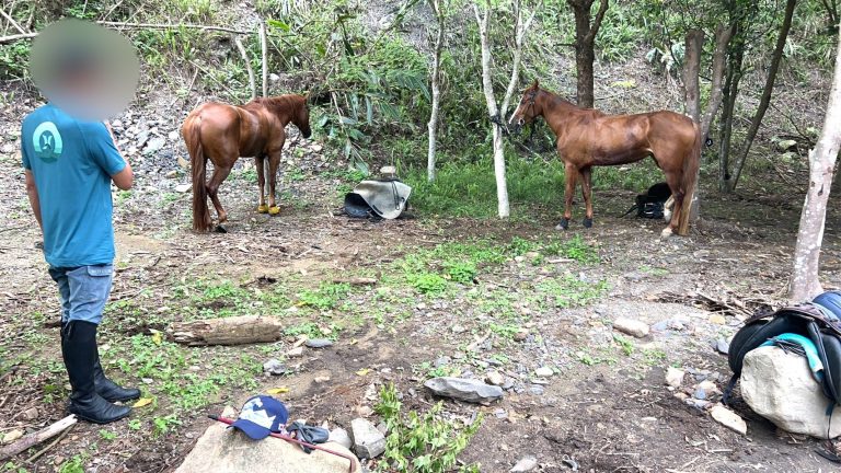 誇張！苗栗3男騎馬上路影響交通　警方依法開罰