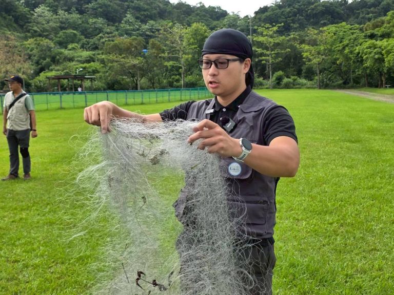 黑鳶「眨眼求生」重返山林　基隆野放成功嚴打非法鳥網
