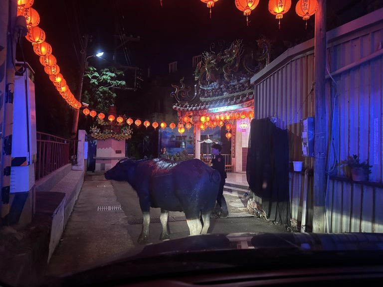 牛隻闖入頭份市區道路！警方即時戒護引導　避免交通事故