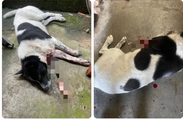 苗栗驚傳虐犬案！犬隻遭器械重傷送醫　警成立專案小組追查施暴者