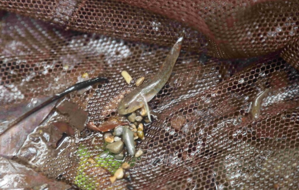 新北封溪護魚成果 北勢溪首度發現陽明山吻鰕虎 解開30年溪流生態謎團 28 0726911