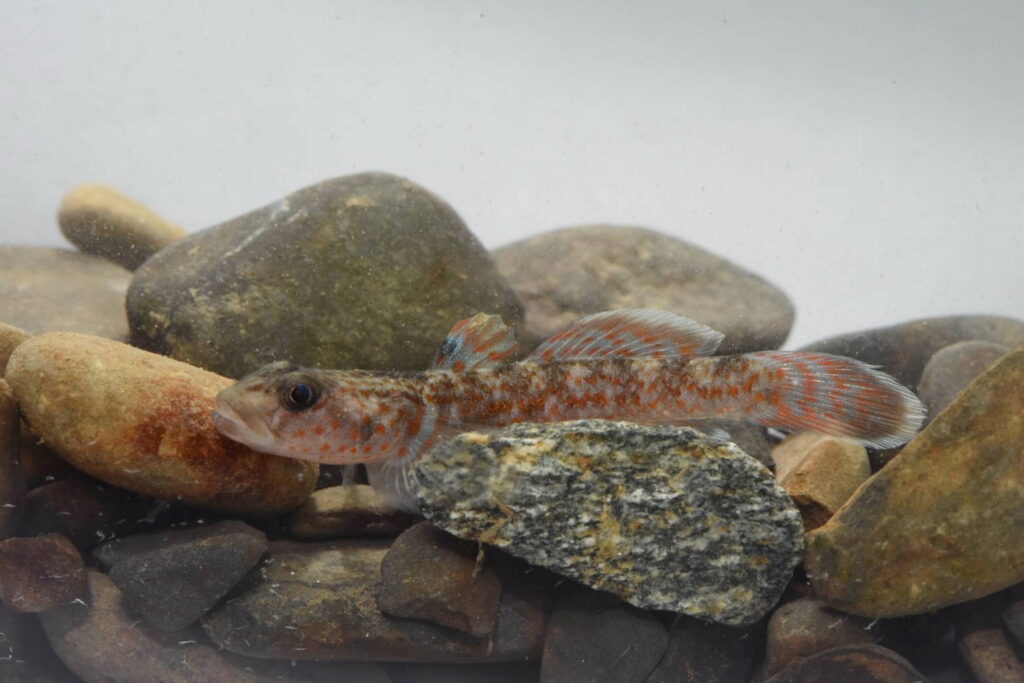 新北封溪護魚成果 北勢溪首度發現陽明山吻鰕虎 解開30年溪流生態謎團 29 0726912