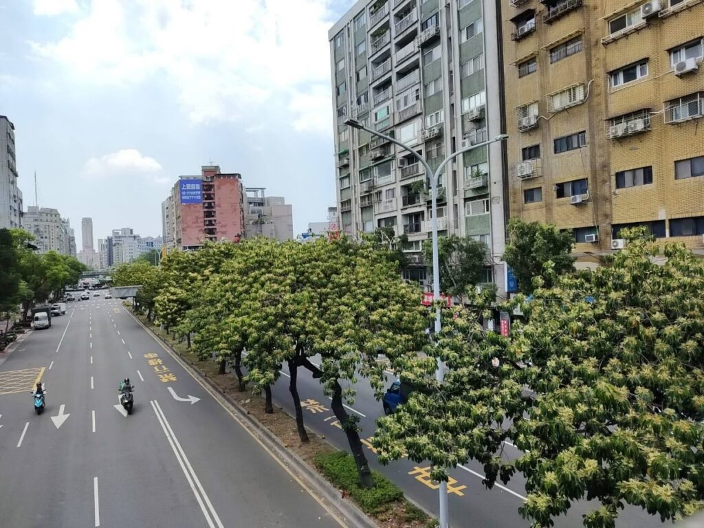 錫蘭橄欖預告秋將至 繁花染白和平東路二段 12 1d19c9e3 65be 41a0 bee1 2b25c0d84f18