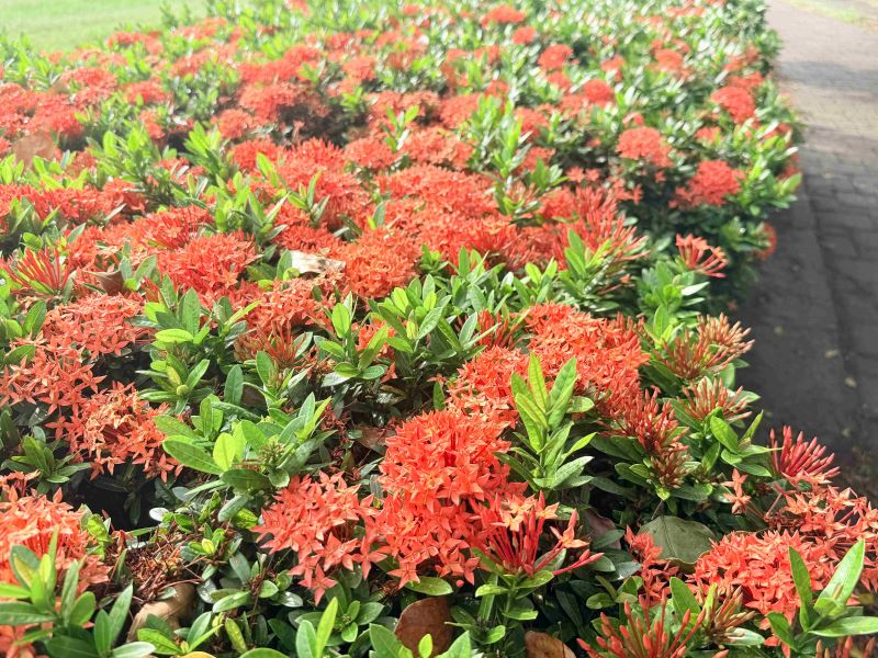 《圖說》河濱自行車旁仙丹花火紅綻放中。〈高灘處提供〉一 【記者葉柏成／新北報導】新北三重淡水河畔近期正上演一場「水花雙重奏」！沿線仙丹花、朱槿迎來盛花期，火紅花朵映襯河岸綠意，漫步、騎車都能欣賞夏日花景；一旁新開幕的「三重花漾水樂園」則提供豐富親水設施，讓民眾賞花、玩水一次滿足，享受最清涼的河濱假期。 高灘處長黃裕斌表示，三重淡水河畔沿線景色宜人，朱槿鮮紅花朵錯落綠意間，洋溢熱帶度假氣息，步道旁仙丹花也正熱情綻放。清晨適合沿河健走，午後則可騎著自行車吹吹風，沿途隨手一拍都有繽紛夏日景致。 《圖說》三重淡水河畔沿線的仙丹花正開。〈高灘處提供〉二 他說，賞完花，接著就是親水時光。「三重花漾水樂園」近期熱鬧登場，多元親水設施成為夏日消暑新亮點，大人小孩都能享受戲水樂趣，從「眼睛賞花」到「全身消暑」，一趟河濱之旅就能收集兩種玩法。 黃裕斌指出，新北河濱公園持續優化休閒環境，除了賞花、玩水，周邊還有籃球場、足球場、網球場等運動設施，民眾可依喜好安排親子同遊、運動健走或自行車之旅，享受生態、運動與親水兼具的河濱風景。 他溫馨提醒，盛夏戶外活動應做好防曬、防蚊並適時補充水分，使用親水設施也要遵守安全規範；賞花時請勿採摘花朵、攀折植栽，並共同維護環境整潔。 《圖說》三重淡水河畔朱槿也陸續開花爭艷。〈高灘處提供〉三 【交通資訊】 一、重陽橋周邊河濱公園：導航至三重區「淡水河畔停車場」，往北步行約800公尺至重陽橋下河岸步道。 二、福德陸橋周邊河濱公園：導航至三重區「忠孝橋下高灘地停車場」，往北步行約600公尺至福德陸橋籃球場旁綠地。