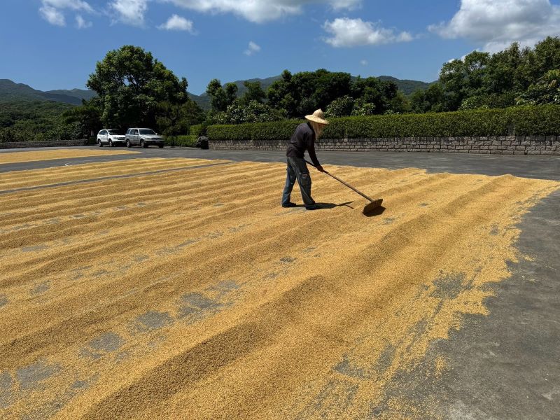 貢寮「羽豐米」飽滿收成 友善迎候鳥備好秋日食堂 17 《圖說》在地居民還維持著傳統的曬穀方式,準備家裡接下來一整年的米糧。〈農業局提供〉