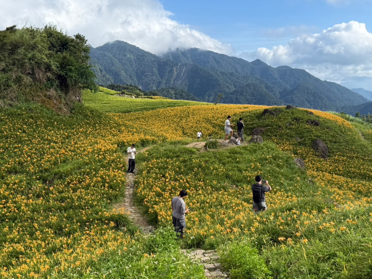 六十石山金針花花況 8月17日已盛開超過五成!