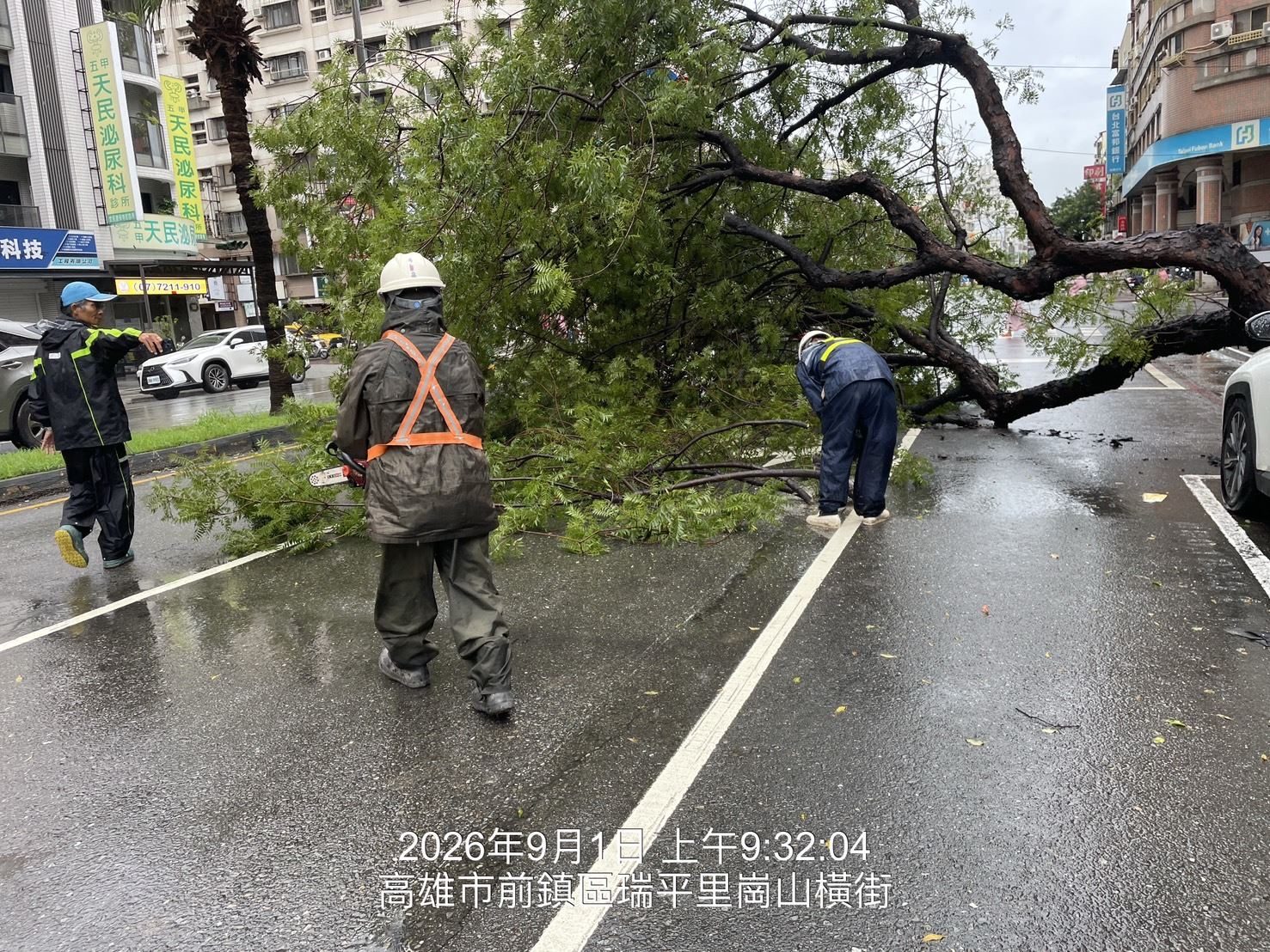 高市保泰路路樹倒伏 公園處迅速排除恢復交通