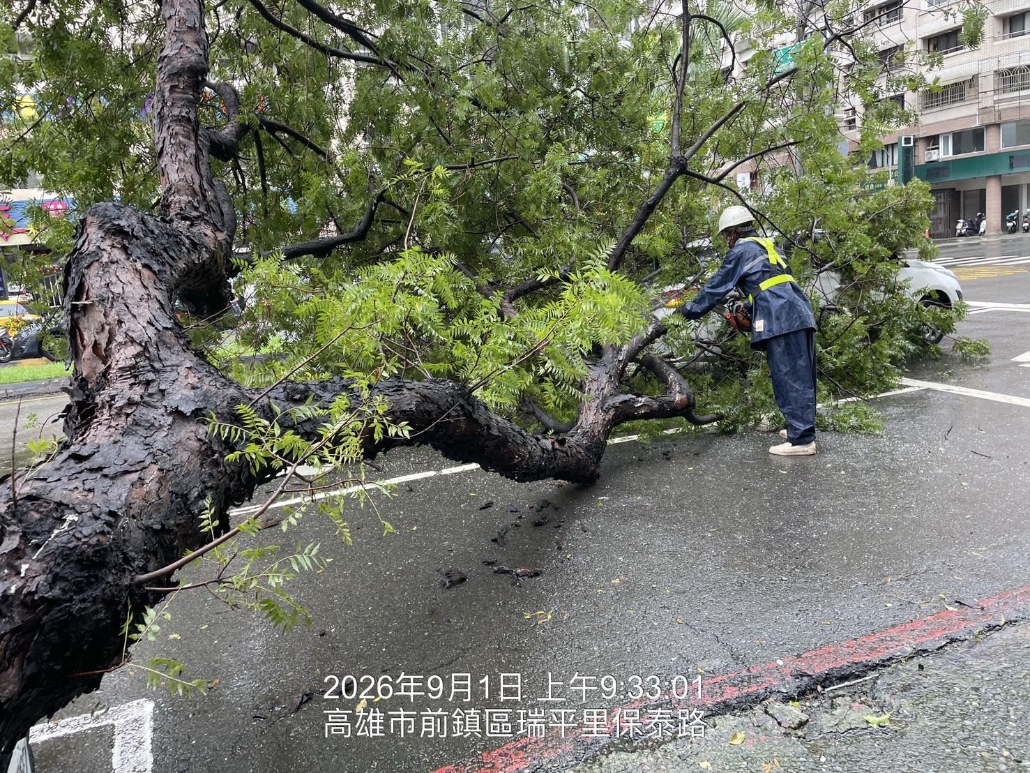 高市保泰路路樹倒伏 公園處迅速排除恢復交通