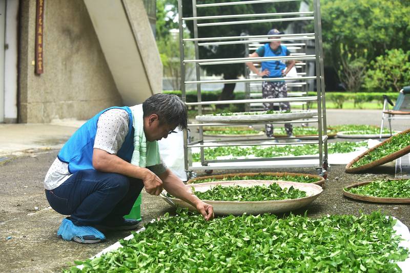 機採茶菁結合青年世代與永續轉型 展現臺灣茶新價值與創新融合