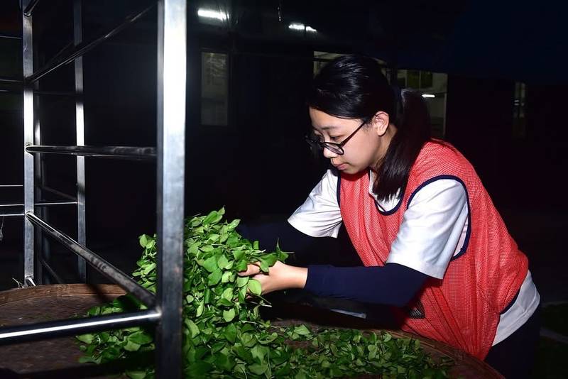 機採茶菁結合青年世代與永續轉型 展現臺灣茶新價值與創新融合