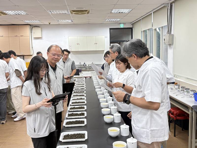 機採茶菁結合青年世代與永續轉型 展現臺灣茶新價值與創新融合