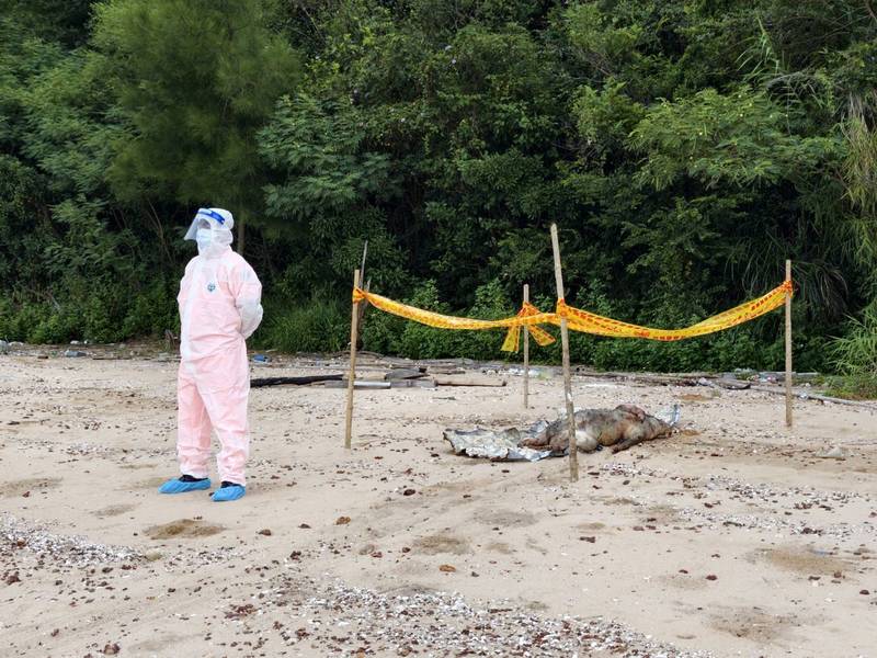 金門烏沙角海漂豬檢出非洲豬瘟病毒核酸陽性　啟動周邊訪視並強化中秋邊境防疫