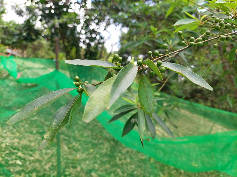 突破繁殖瓶頸！花蓮場研發山胡椒扦插與育苗技術 攜手秀林鄉部落打造特色永續產業