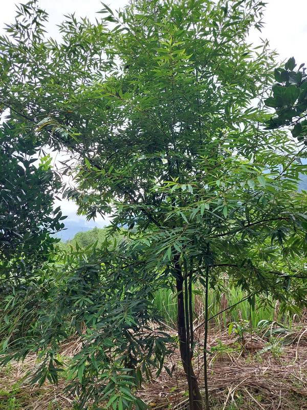 突破繁殖瓶頸！花蓮場研發山胡椒扦插與育苗技術 攜手秀林鄉部落打造特色永續產業