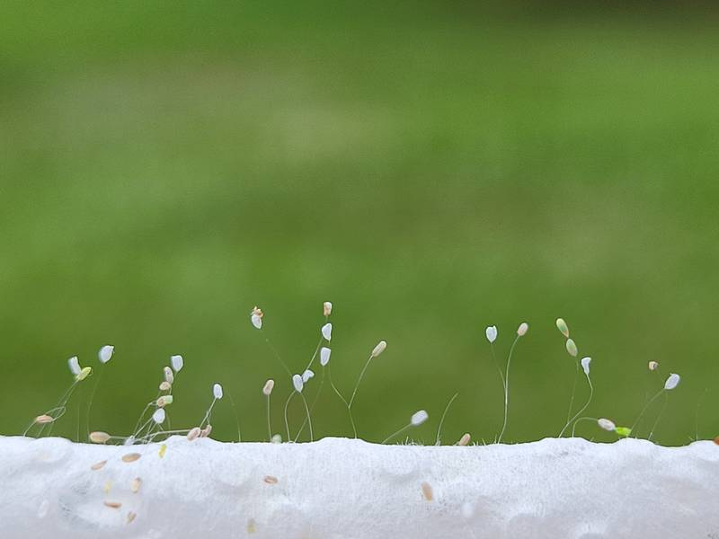 苗栗農改場優化基徵草蛉生產與應用，引領生物防治新觀念