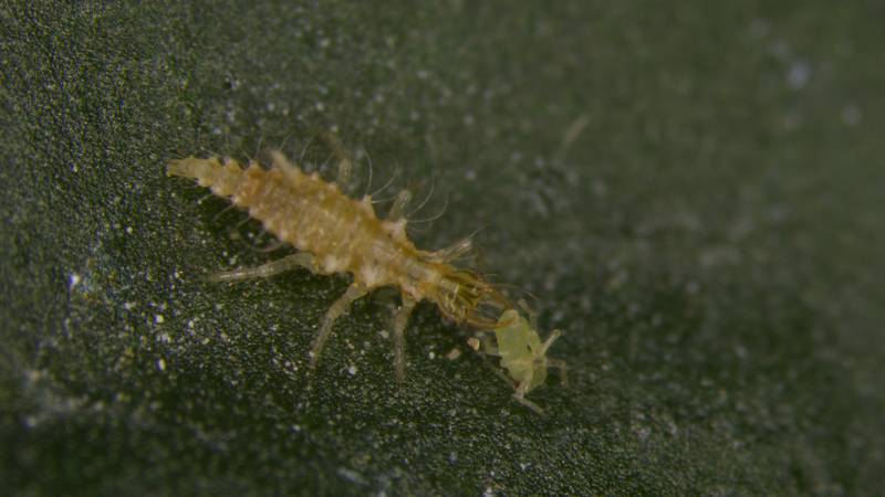 苗栗農改場優化基徵草蛉生產與應用，引領生物防治新觀念