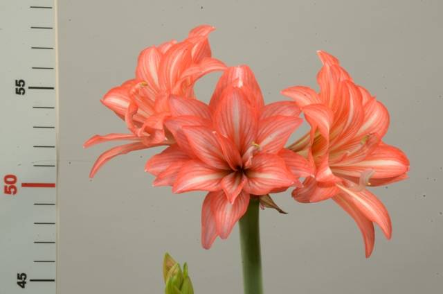 夏日浪漫邂逅 ─ 孤挺花「種苗5號夏之戀」