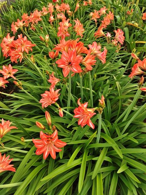 夏日浪漫邂逅 ─ 孤挺花「種苗5號夏之戀」