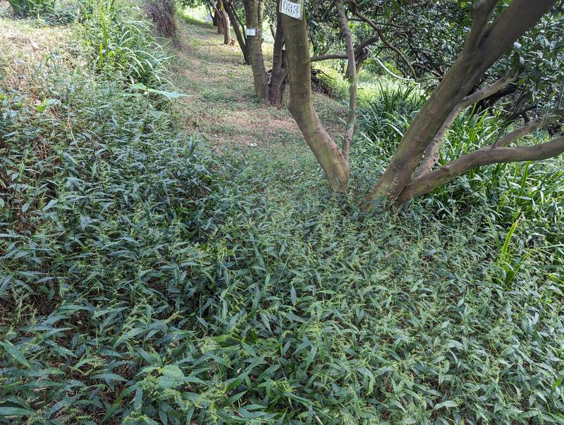 減碳增匯雙贏！桃園場推果園草生栽培 翻轉果園雜草形象