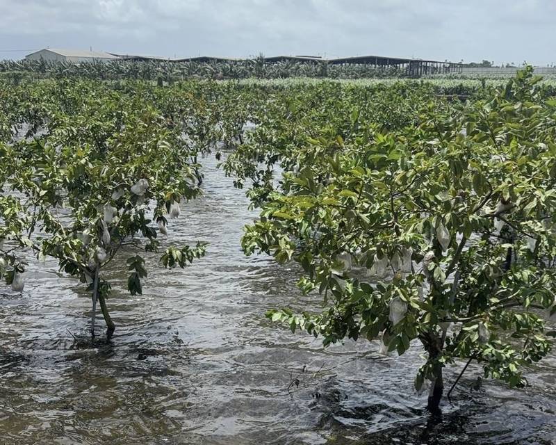 115年6月下旬豪雨災害農損現金救助陸續到位 縣府籲公所加速轉撥 協助農民盡速復耕
