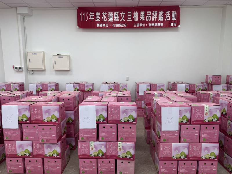 115年花蓮縣文旦柚評鑑結果出爐 金牌楊道宇、呂恩旭、黃振東脫穎而出