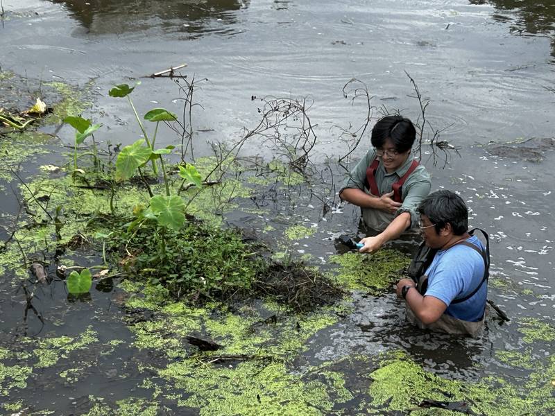 攜手護埤塘!共築生態家園,打造桃園濕地生物友善棲地