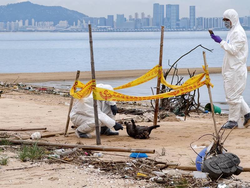 金門今年第4例海漂豬檢出非洲豬瘟病毒核酸陽性 跨部會加強中秋邊境查驗