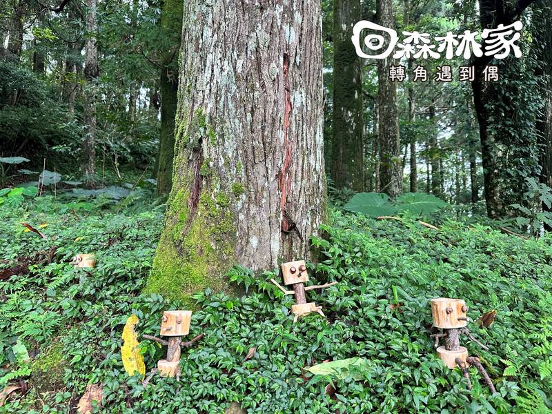 東眼山回森林家 在林間轉角遇見偶