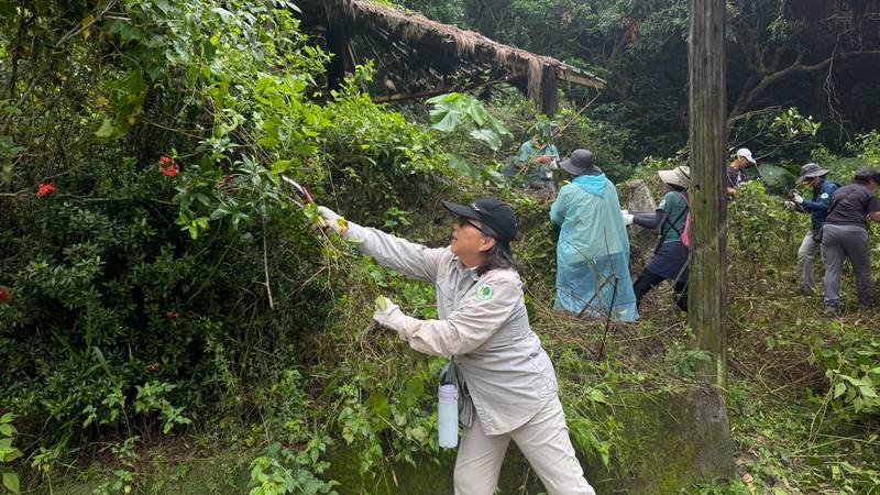「綠色殺手」入侵山林!嘉義分署攜手社區清除小花蔓澤315公斤