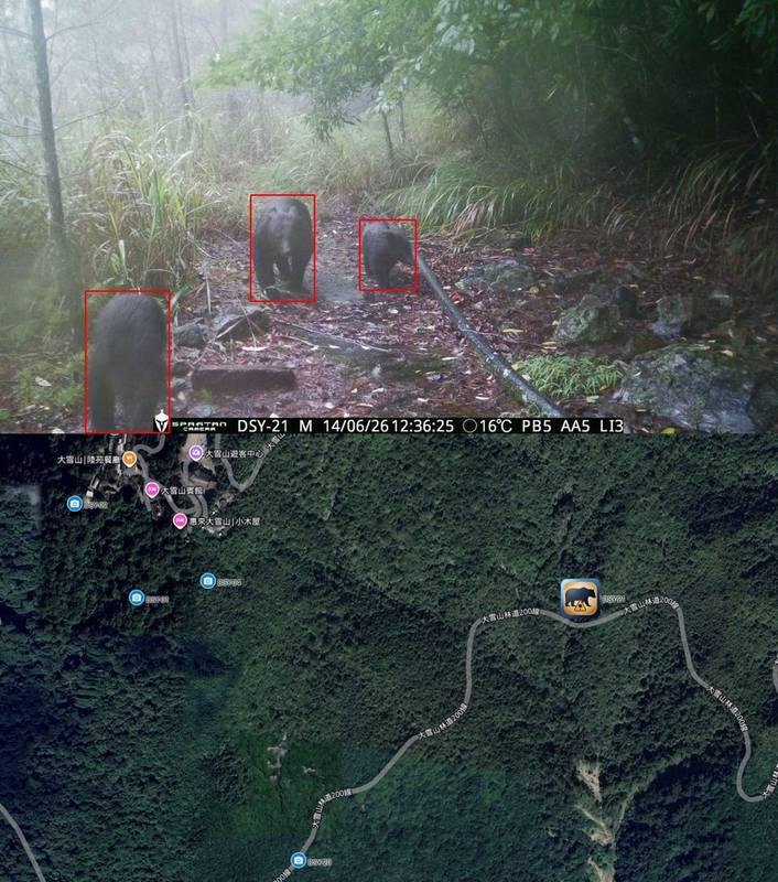 野放黑熊楚門世界大公開 黑熊與人距離比想像更近