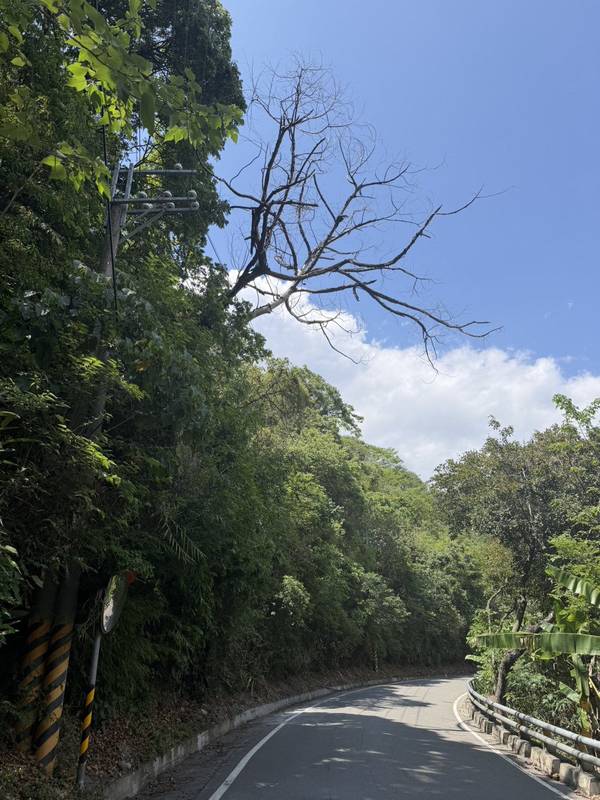 台20線89k+000桃源路段進行道路上邊坡枯木移除作業,於9月17日上午9時至12時實施道路雙向交通管制