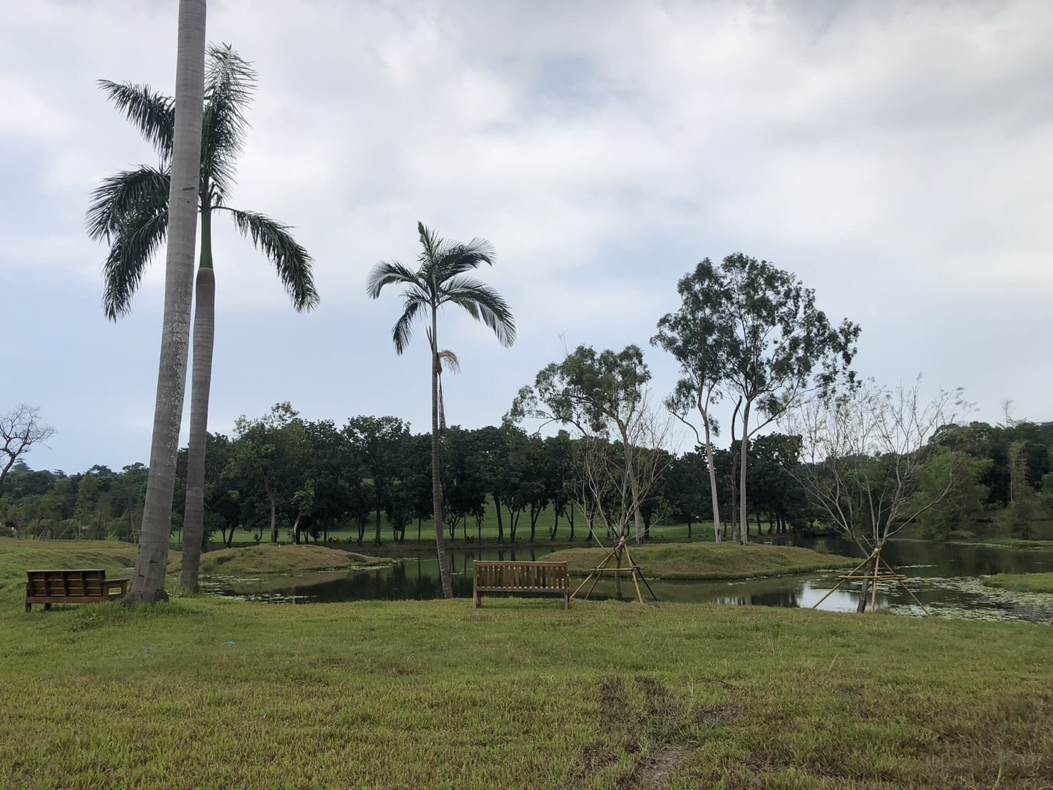高雄果嶺自然公園增植260棵喬木、增加3.1萬噸滯洪量 打造兼具生態防洪的城市綠地